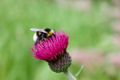 Bee 6.jpg