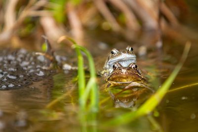 Photo credit - Sean McMenemy, Ark Wildlife (3)