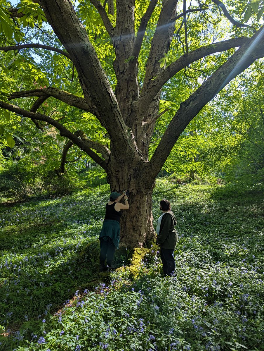 10th anniversary champion tree labels bluebells.jpg