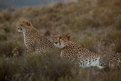 cheetah-cub-sibella-samara-karoo-relaxed-safari-south-africa--etienne-oosthuizen.jpg