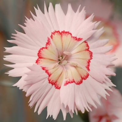 Dianthus 'Tequila Sunrise'