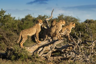 cheetah-cubs-climb-tree-chilli-samara-reserve-great-karoo-south-africa-copyright-gunter-lenz.jpg