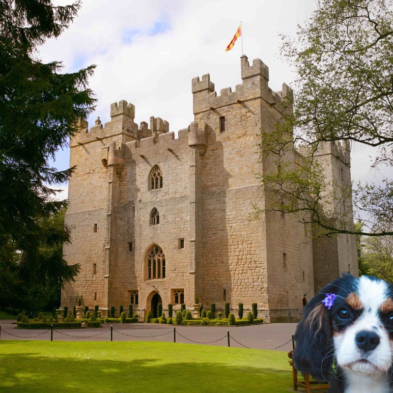 Langley Castle and a Cavalier King Charles - one of the Crufts dog breeds that could enjoy a regal stay in 2023