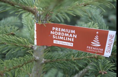 Premium Christmas Trees Slimline Nordman