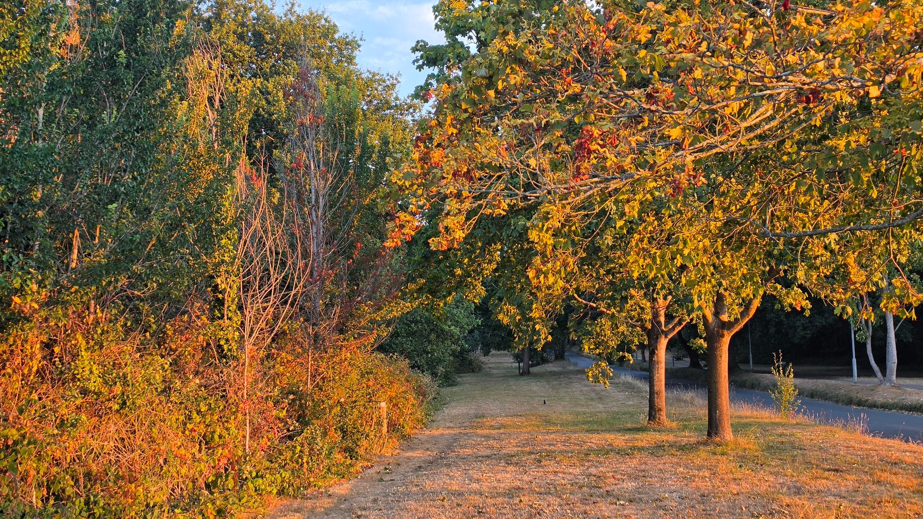 False Autumn 4.jpg