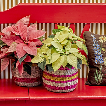 2022_poinsettia_05000_Mid_Century_Cheer_03.jpg