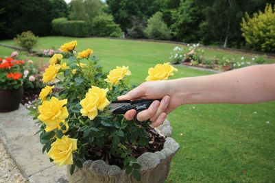 Deadheading Snips
