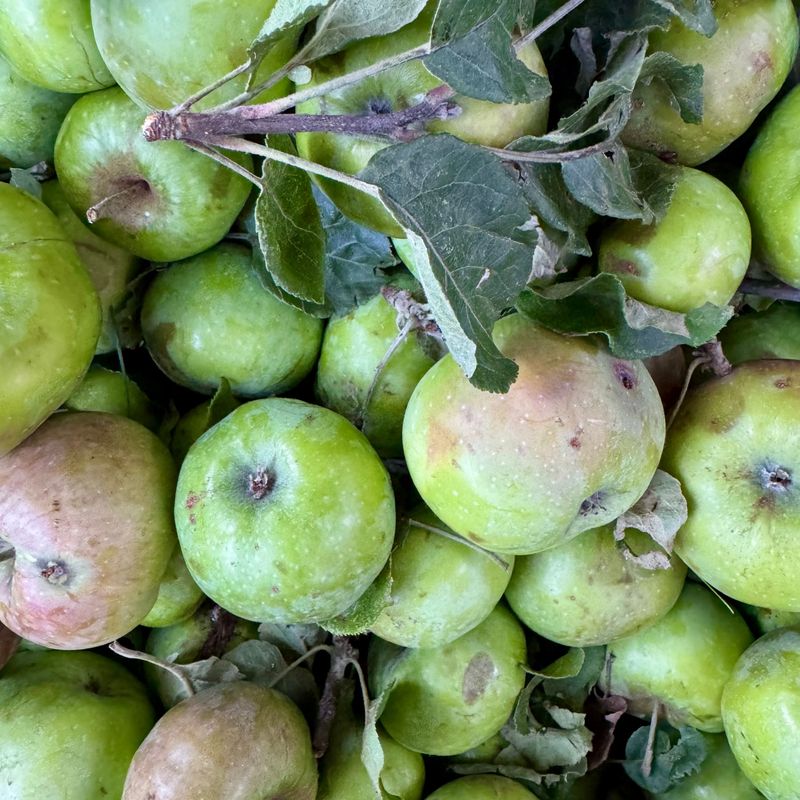 Codling moth apples