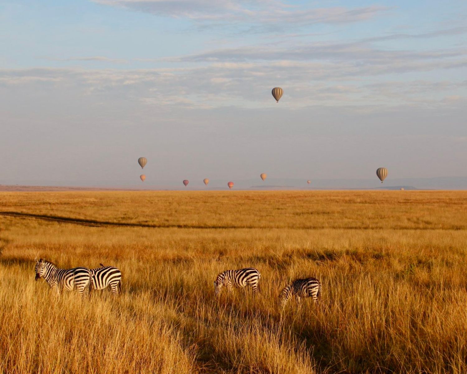 Kenya zebra and air balloon UGC