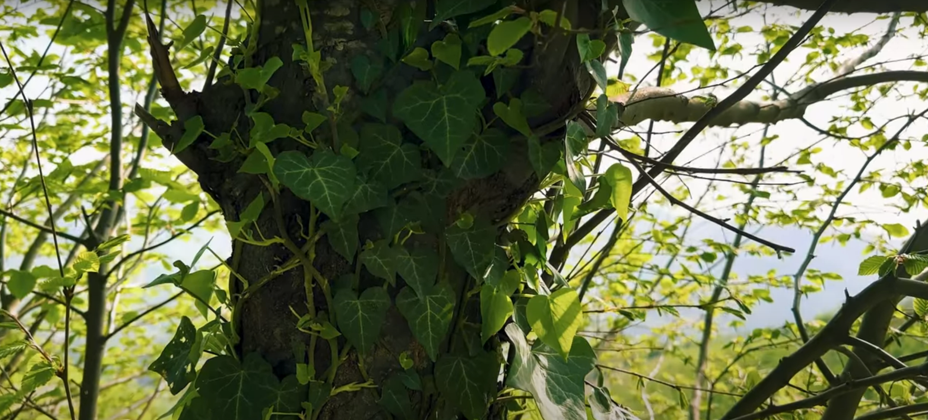 Woodlands Ivy 8.png