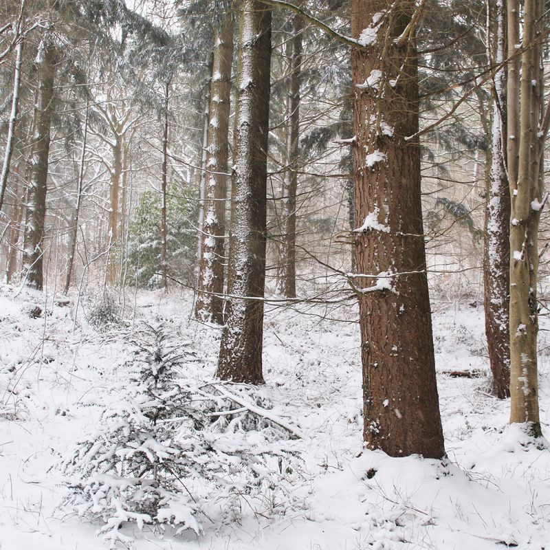 Woodlands.co.uk                                                                                                      