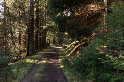 Glentress Forest_Forests (1).jpg