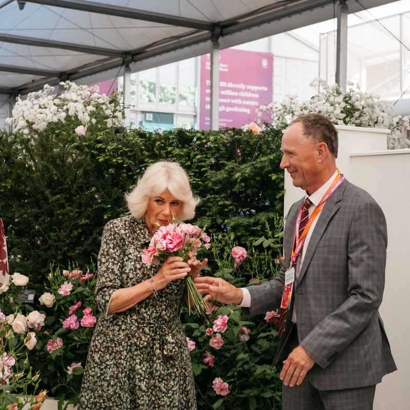 David Austin Roses receive 29th Gold for ‘The King’s Rose’ Showcase at RHS Chelsea Flower Show 2025