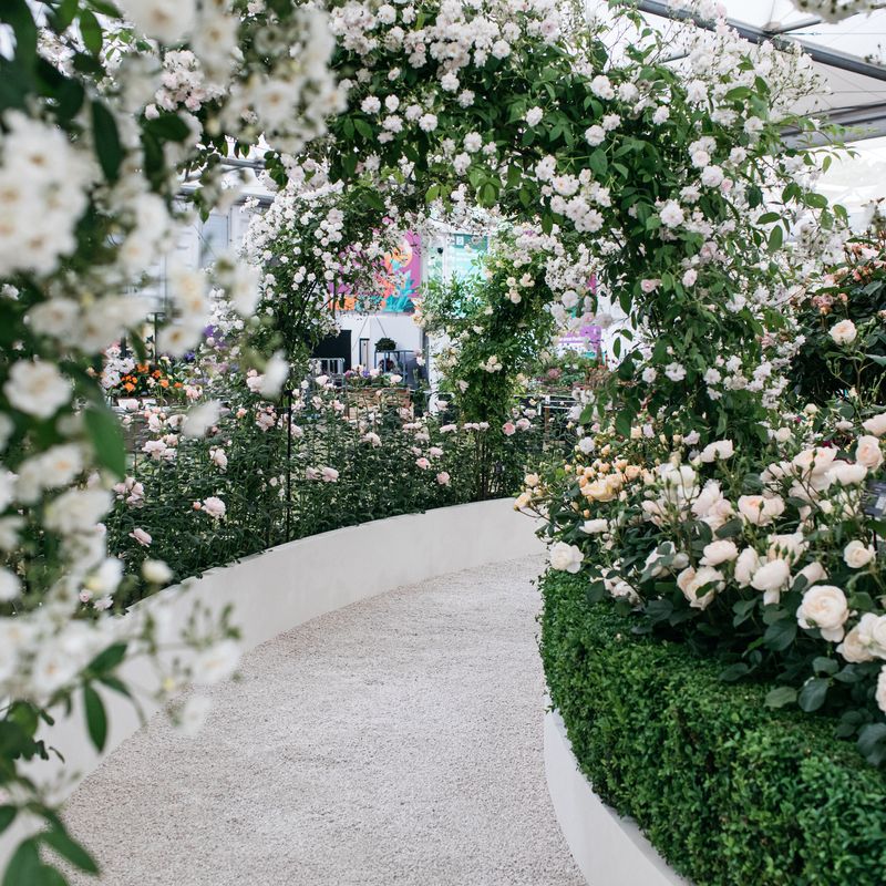 David Austin Roses receive 29th Gold for ‘The King’s Rose’ Showcase at RHS Chelsea Flower Show 2025