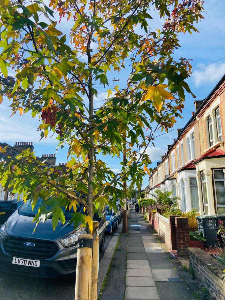 Liquidambar traffic light