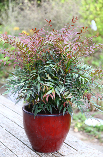 Mahonia eurybracteata subsp, ganpinensis 'Meteor' (Hillmah) 