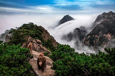 Yellow Mountain (6).jpg