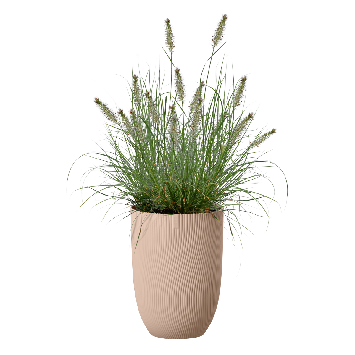 sereh high 30cm - cool clay
