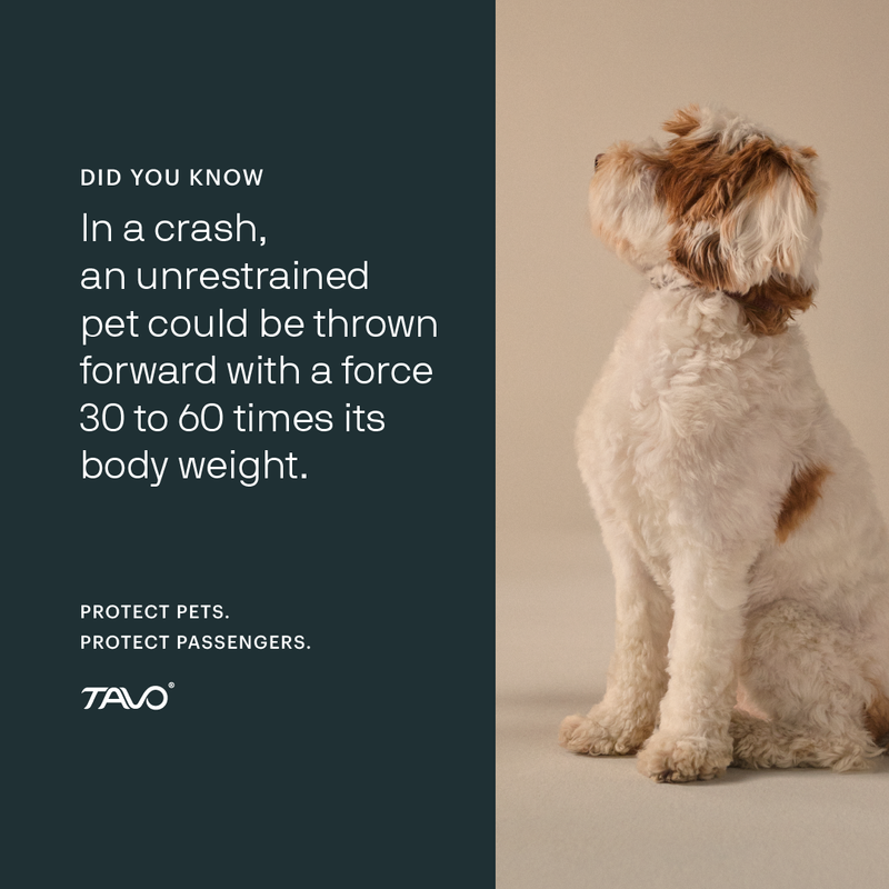 Tavo - Imagine the Impact campaign image  