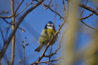 Wildlife at Ladram Bay Holiday Park (credit - Noah Harper-Smith) 2.JPG