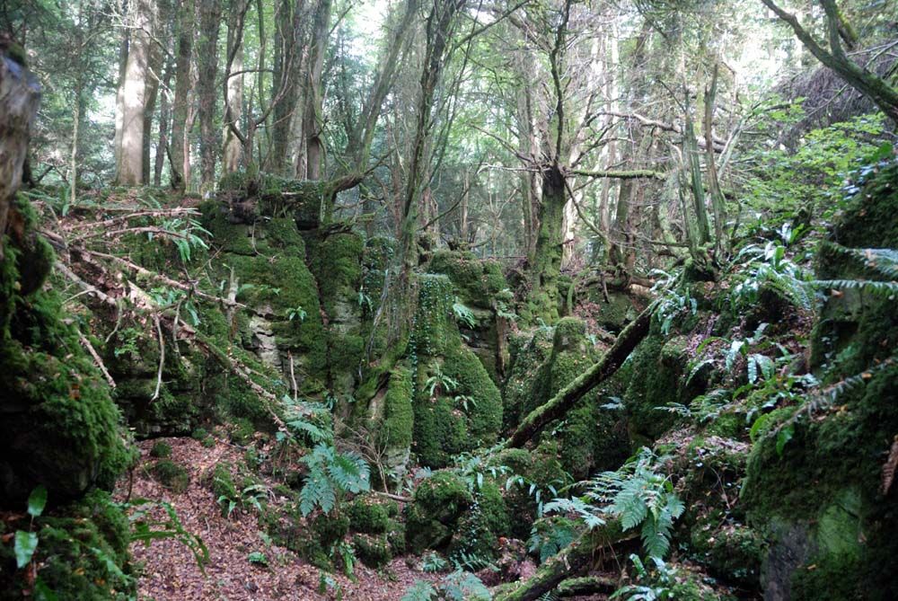 Woodlands.co.uk                                                                                                      