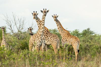 P_Asilia Lodges & Camps_Tanzania_Dar Es Salaam_Roho Ya Selous_Wildlife_Giraffes.jpg