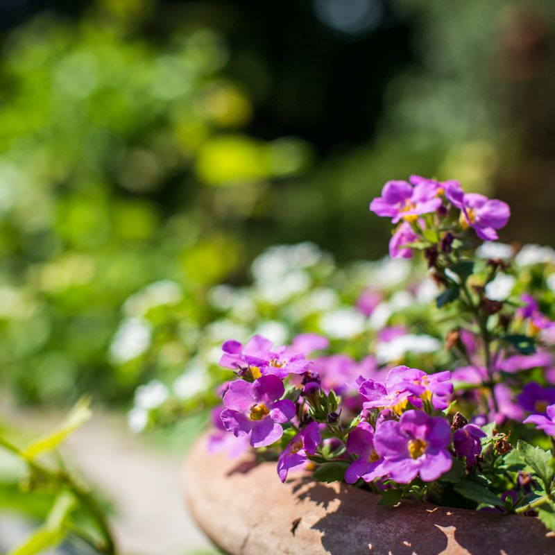 Garden flowers