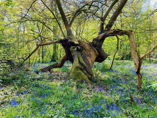 Bluebell Wood