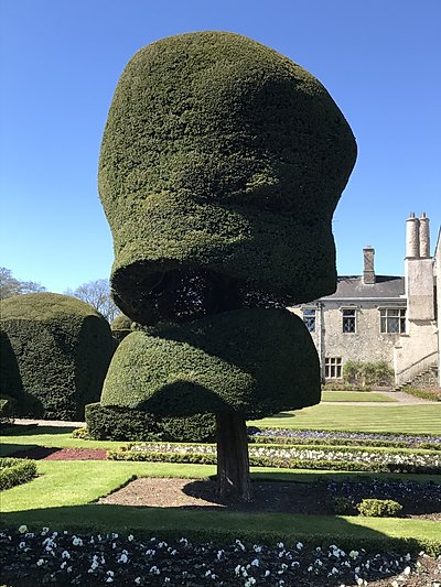 Topiary at Levens Hall, Cumbria, UK