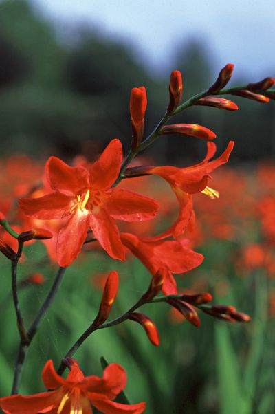 Crocosmia carmin brilliant