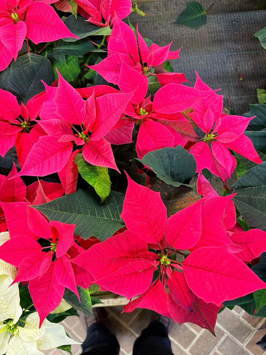 Hillier Garden Centres Unveils Exclusive New Poinsettia ‘Crown of Christmas’ for 2025, Supporting The King’s Foundation 