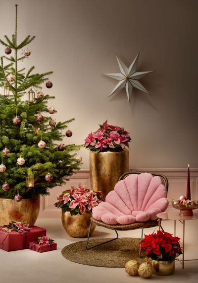 2023_poinsettia_01000_Jewels_of_Nature_21.jpg