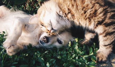 Pets (stock image).jpg