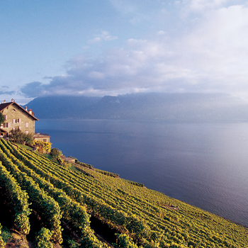 Clos des Moines.jpg