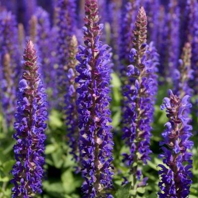 Salvia Nemorosa 'Blue Bougetta'