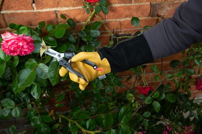 _straight-pruning-snips-_-1111154w_Hi.jpg