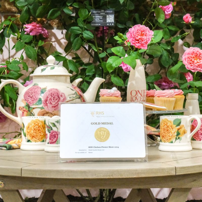 David Austin Roses - RHS Chelsea Flower Show 2024