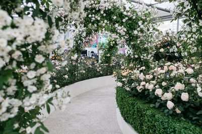 David Austin Roses receive 29th Gold for ‘The King’s Rose’ Showcase at RHS Chelsea Flower Show 2025