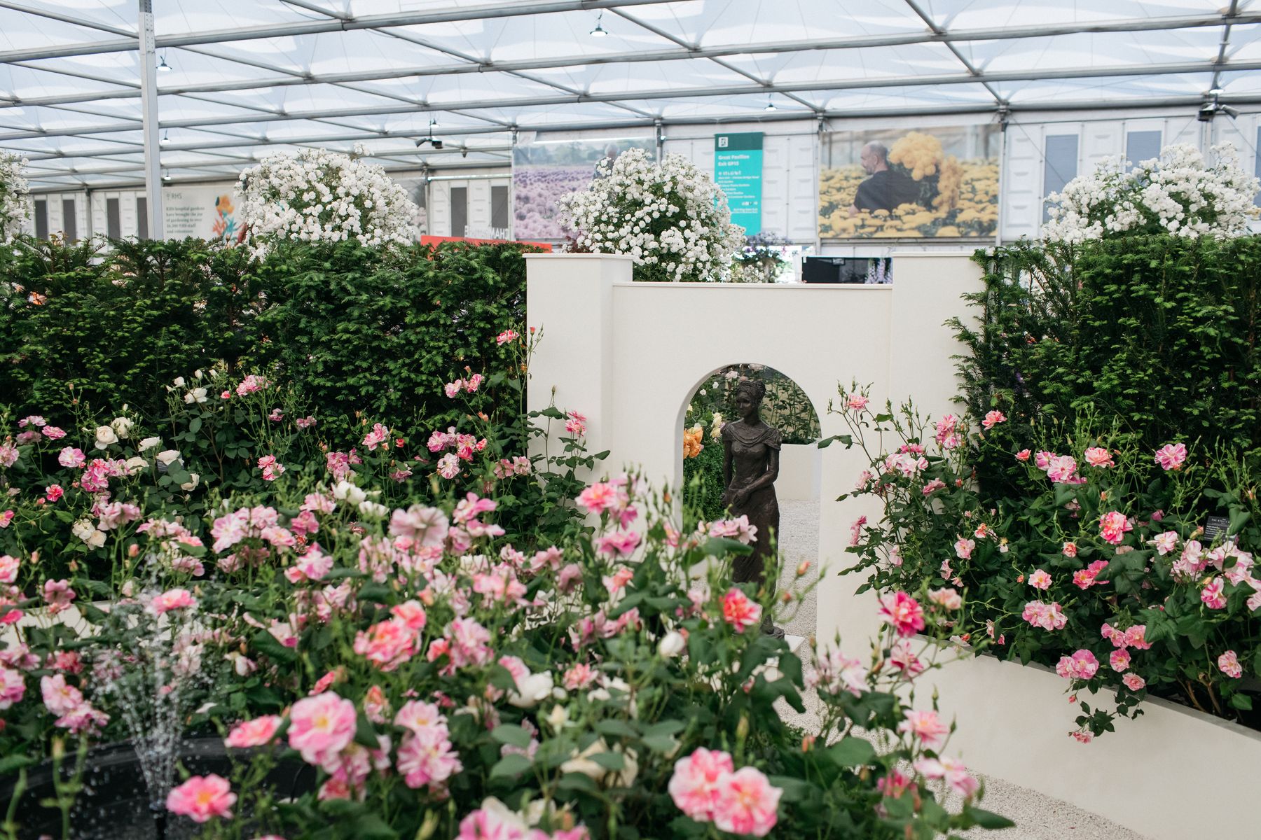 David Austin Roses receive 29th Gold for ‘The King’s Rose’ Showcase at RHS Chelsea Flower Show 2025