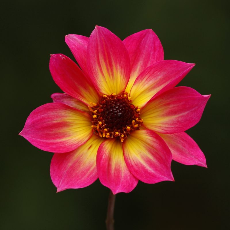 Dahlia Mystic Sparkler