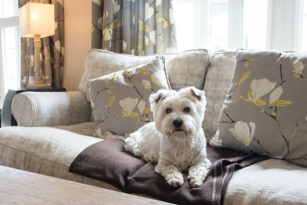 Dog-Friendly Cottages