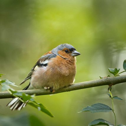 Photo credit - Sean McMenemy, Ark Wildlife