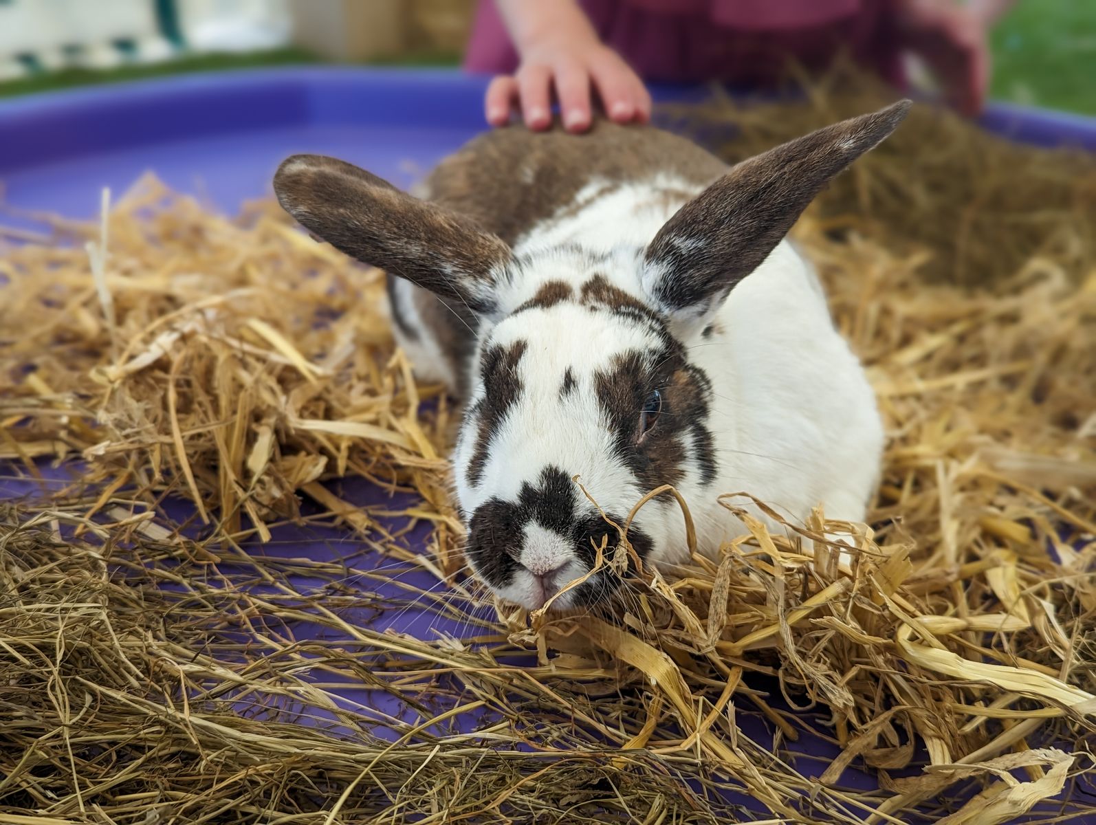 One of the smaller and furry residents of the Lakeland Maze Farm Park near Kendal, Cumbria