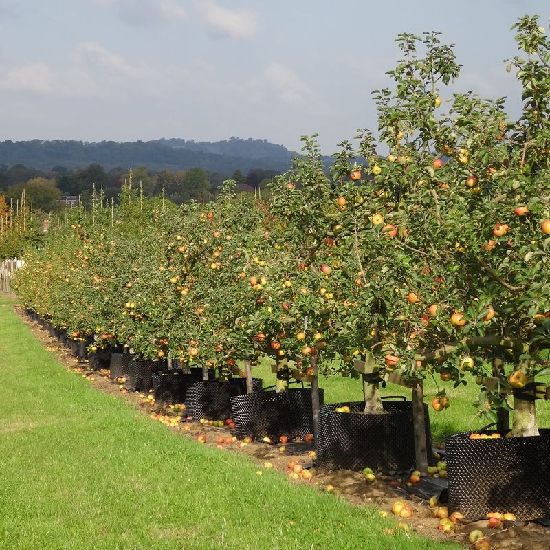 Apple Trees