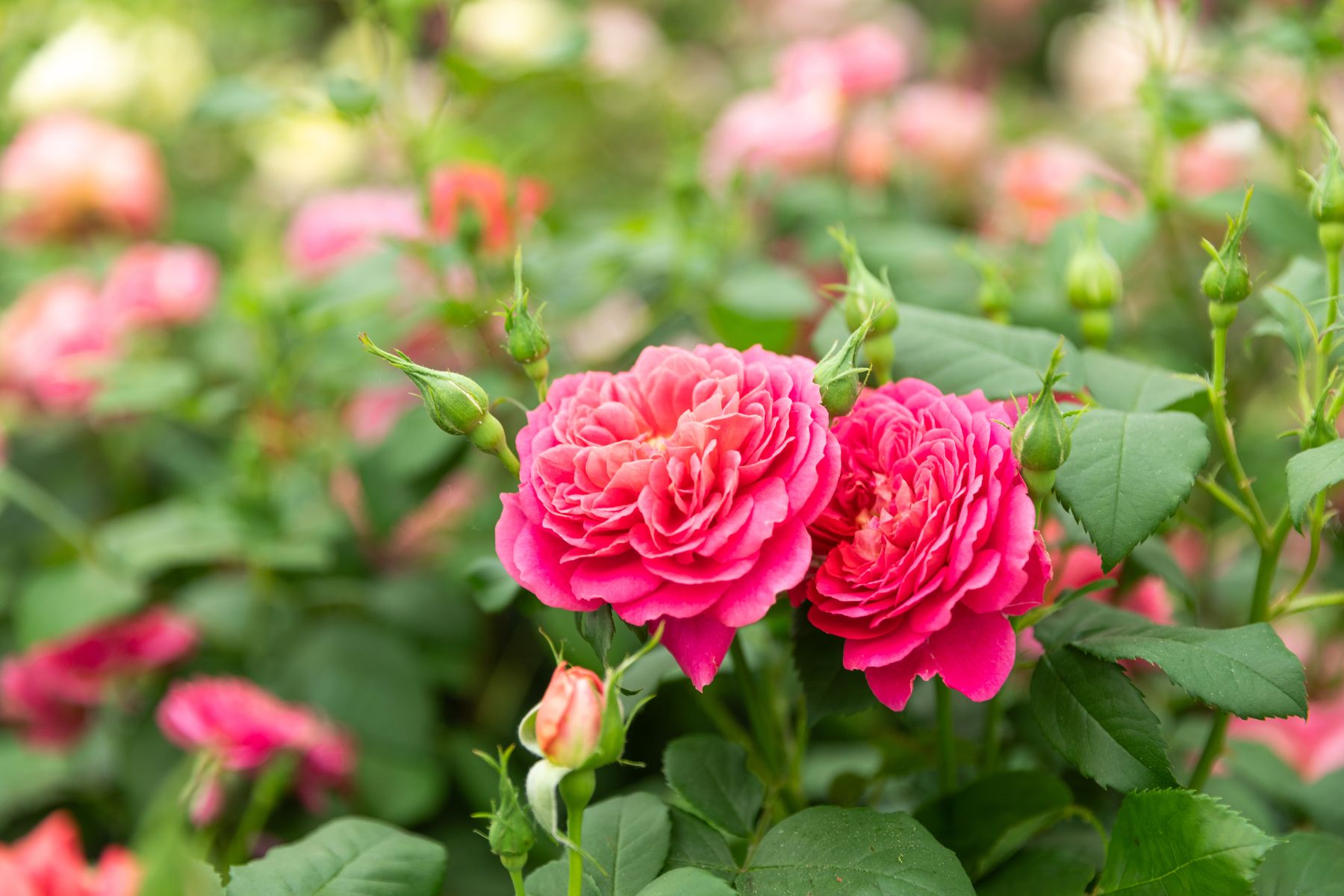 David Austin Roses - RHS Chelsea Flower Show 2024