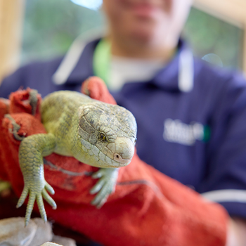Moulton College offers a range of animal welfare, veterinary and zoology courses