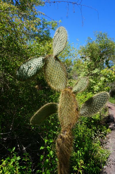 Galapagos - Locations, Flora & Fauna (66).JPG