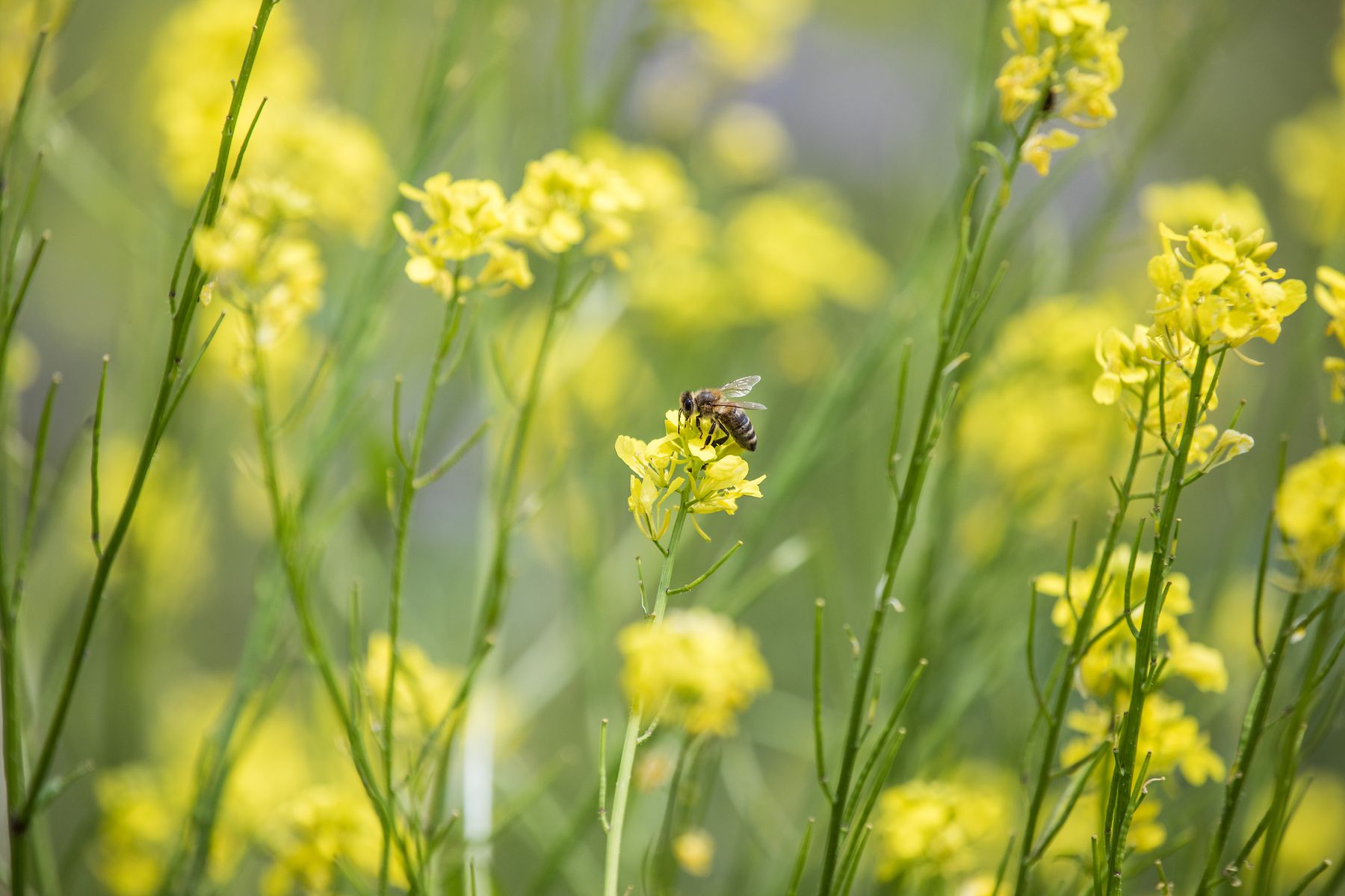 Bee on the flower
