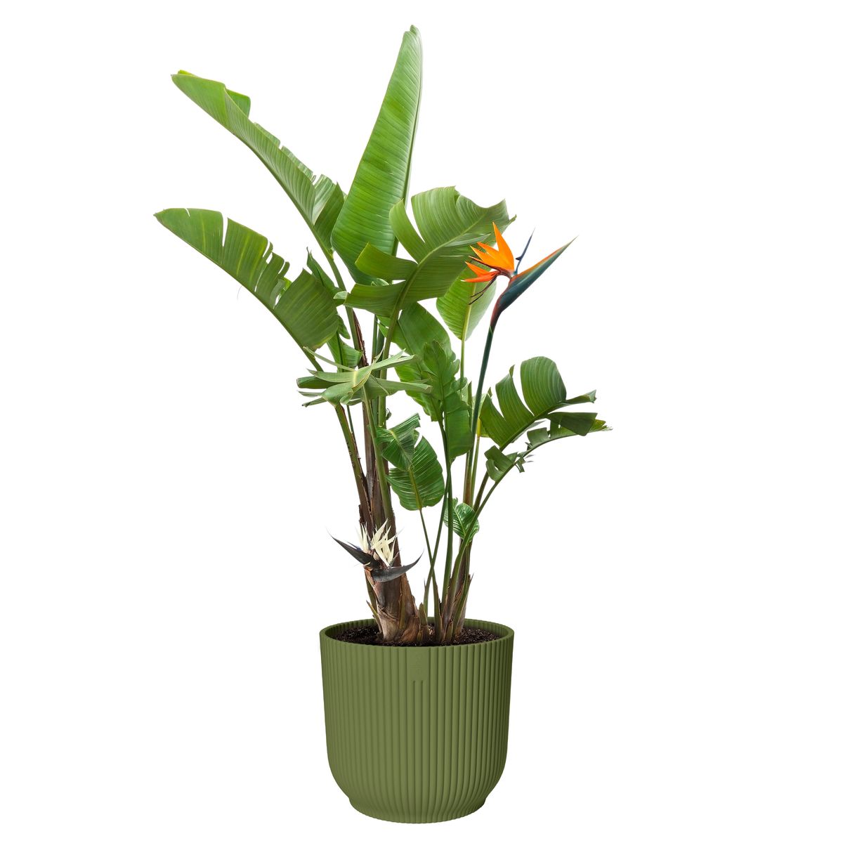 Vibes fern