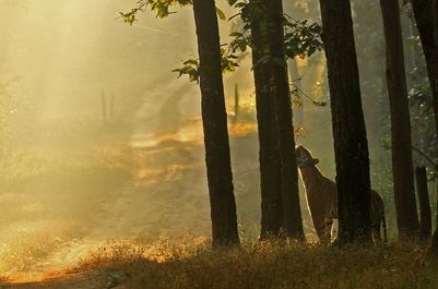 KanhaSinginawa Wild Central India.jpg